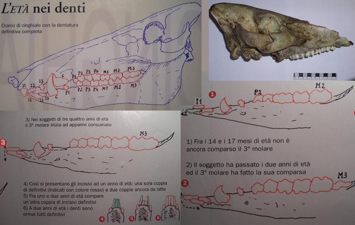 Cranio: Cinghiale